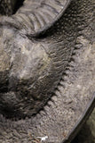 20926 - Top Quality "Flying" 2.16 Inch Harpes perradiatus Lower Devonian Trilobite