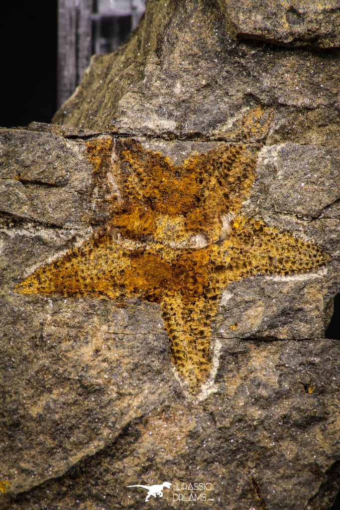 07873 - Top Beautiful 1.44 Inch Petraster Ordovician Brittlestar Ktaoua Fm