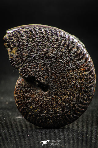 06341 - Beautiful Pyritized 1.66 Inch Unidentified Lower Cretaceous Ammonites