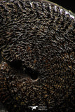 06341 - Beautiful Pyritized 1.66 Inch Unidentified Lower Cretaceous Ammonites