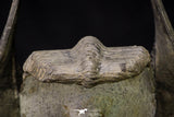 20926 - Top Quality "Flying" 2.16 Inch Harpes perradiatus Lower Devonian Trilobite