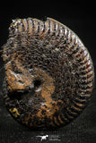 06342 - Top Quality Pyritized 1.41 Inch Unidentified Lower Cretaceous Ammonites