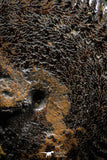06342 - Top Quality Pyritized 1.41 Inch Unidentified Lower Cretaceous Ammonites