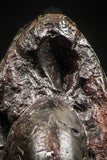 06343 - Superb Pyritized 0.74 Inch Goniatites Devonian Cephalopod