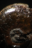 06344 - Stunning Pyritized 0.90 Inch Phylloceras Lower Cretaceous Ammonites
