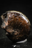 06344 - Stunning Pyritized 0.90 Inch Phylloceras Lower Cretaceous Ammonites