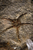 07877 - Superb 1.18 Inch OPHIURA SP Brittlestar Upper Ordovician Ktaoua Fm
