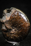 06344 - Stunning Pyritized 0.90 Inch Phylloceras Lower Cretaceous Ammonites