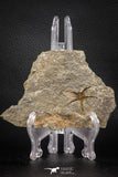 07877 - Superb 1.18 Inch OPHIURA SP Brittlestar Upper Ordovician Ktaoua Fm