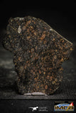 22377 - Polished Thin Section NWA Unclassified Carbonaceous Chondrite CV3 12.31 g