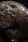 06345 - Beautiful Pyritized 0.83 Inch Phylloceras Lower Cretaceous Ammonites