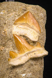 06752 - Finest Association Cretolamna (mackerel shark) Tooth + Squalicorax (Crow Shark) Tooth in Matrix