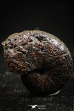 06345 - Beautiful Pyritized 0.83 Inch Phylloceras Lower Cretaceous Ammonites