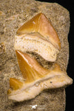 06752 - Finest Association Cretolamna (mackerel shark) Tooth + Squalicorax (Crow Shark) Tooth in Matrix