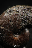 06345 - Beautiful Pyritized 0.83 Inch Phylloceras Lower Cretaceous Ammonites