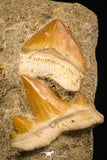 06752 - Finest Association Cretolamna (mackerel shark) Tooth + Squalicorax (Crow Shark) Tooth in Matrix