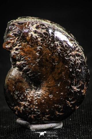 06346 - Beautiful Pyritized 0.96 Inch Phylloceras Lower Cretaceous Ammonites
