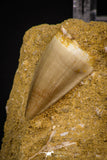 06753 - Top Association 2 Mosasaur (Prognathodon anceps) Teeth Late Cretaceous