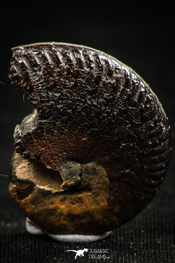 06347 - Beautiful Pyritized 1.06 Inch Unidentified Lower Cretaceous Ammonites