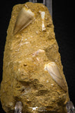 06753 - Top Association 2 Mosasaur (Prognathodon anceps) Teeth Late Cretaceous