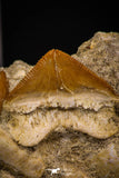 06754 - Finest Association Cretolamna (mackerel shark) Tooth + Squalicorax (Crow Shark) Tooth in Matrix