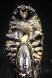 06348 - Stunning Pyritized 1.06 Inch Phylloceras Lower Cretaceous Ammonites