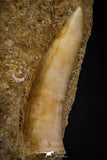 06755 - Finest Association Squalicorax (crow shark) Tooth + Enchodus Tooth in Matrix