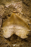 06755 - Finest Association Squalicorax (crow shark) Tooth + Enchodus Tooth in Matrix