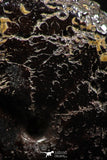 06349 - Top Quality Pyritized 1.03 Inch Phylloceras Lower Cretaceous Ammonites