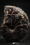 06349 - Top Quality Pyritized 1.03 Inch Phylloceras Lower Cretaceous Ammonites