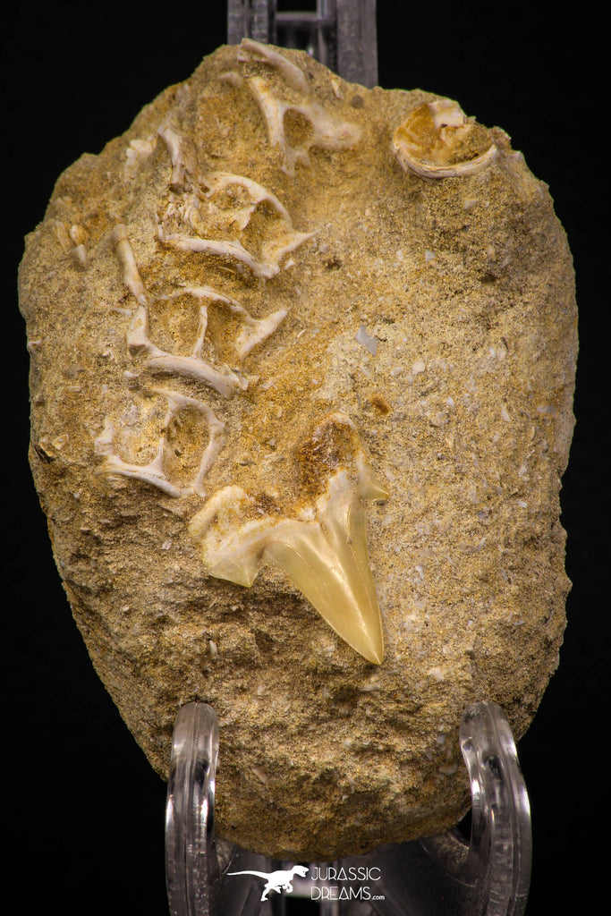 06756 - Finest Association Cretolamna (mackerel shark) Tooth + Enchodus Vertebrae Bones Cretaceous