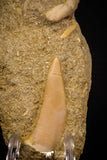 06757 - Finest Association Cretolamna (mackerel shark) Tooth + Enchodus Tooth in Matrix