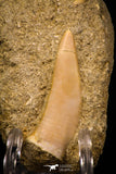 06757 - Finest Association Cretolamna (mackerel shark) Tooth + Enchodus Tooth in Matrix