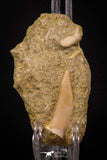 06757 - Finest Association Cretolamna (mackerel shark) Tooth + Enchodus Tooth in Matrix