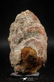06351 - Top Rare Spinosaurus - Crocodile 3.01 Inch Coprolite with Digested Fish Scales
