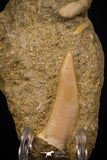 06757 - Finest Association Cretolamna (mackerel shark) Tooth + Enchodus Tooth in Matrix