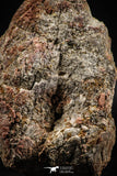 06351 - Top Rare Spinosaurus - Crocodile 3.01 Inch Coprolite with Digested Fish Scales