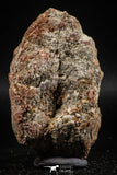 06351 - Top Rare Spinosaurus - Crocodile 3.01 Inch Coprolite with Digested Fish Scales