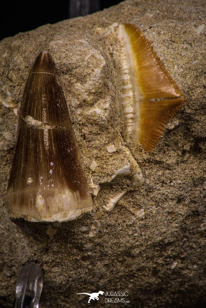 06758 - Top Association Mosasaur Tooth + Squalicorax (Crow Shark) Tooth Late Cretaceous