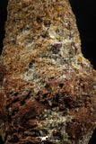 06352 - Rare Spinosaurus - Crocodile 1.99 Inch Coprolite with Digested Fish Scales