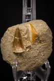 06758 - Top Association Mosasaur Tooth + Squalicorax (Crow Shark) Tooth Late Cretaceous