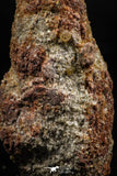 06352 - Rare Spinosaurus - Crocodile 1.99 Inch Coprolite with Digested Fish Scales