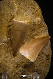 06759 - Top Association 2 Mosasaur (Prognathodon anceps) Teeth Late Cretaceous