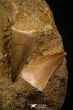 06759 - Top Association 2 Mosasaur (Prognathodon anceps) Teeth Late Cretaceous