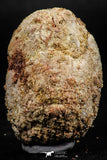06353 - Beautiful Spinosaurus - Crocodile 1.83 Inch Coprolite with Digested Fish Scales