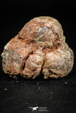 06354 - Rare Spinosaurus - Crocodile 1.24 Inch Coprolite with Digested Fish Scales