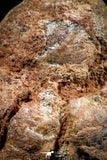 06354 - Rare Spinosaurus - Crocodile 1.24 Inch Coprolite with Digested Fish Scales