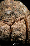 06354 - Rare Spinosaurus - Crocodile 1.24 Inch Coprolite with Digested Fish Scales