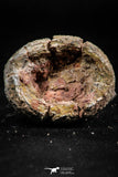 06354 - Rare Spinosaurus - Crocodile 1.24 Inch Coprolite with Digested Fish Scales