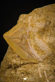06761 - Top Association Mosasaur (Prognathodon anceps) Tooth + Squalicorax Shark Tooth Late Cretaceous